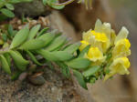 Linaria aguillonensis