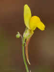 Linaria bipunctata
