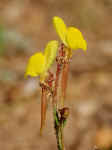 Linaria ignescens