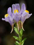 Linaria lilacina