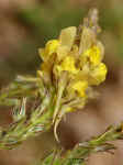 Linaria multicaulis