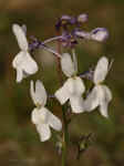 Linaria nigricans