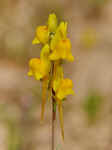 Linaria oligantha subsp. valentina