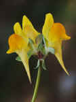 Linaria platycalyx