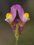 Linaria salzmannii