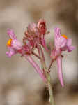 Linaria saturejoides