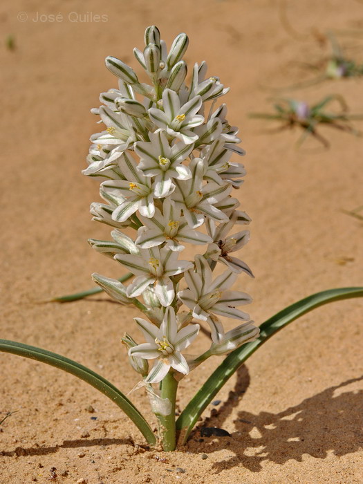 Flora sahariana