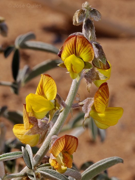 Crotalaria saharae