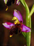 Ophrys almaracensis