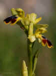Ophrys dianica
