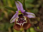 Ophrys oxyrrynchos