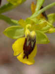 Ophrys quarteirae