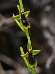 Ophrys subinsectifera