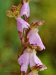 Orchis cazorlensis