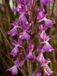 Orchis robusta