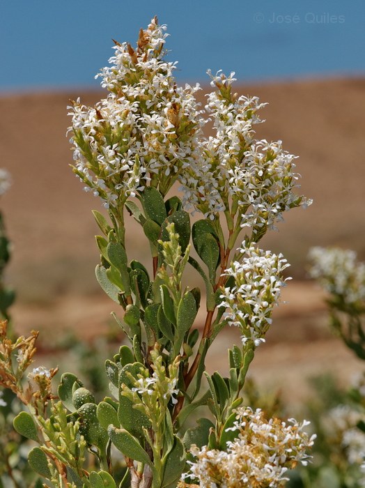 Saharanthus ifniensis