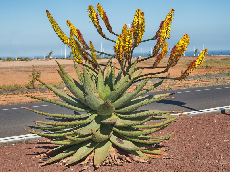 Aloe