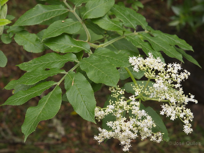P.N. Garajonay, La Gomera