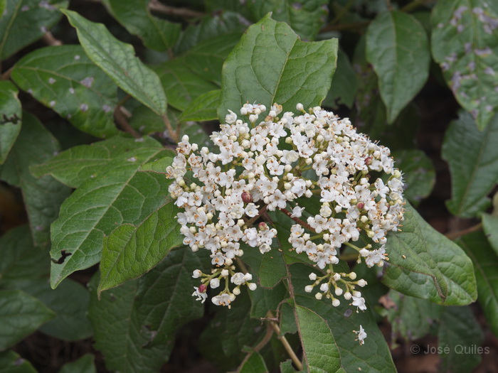 P.N. Garajonay, La Gomera
