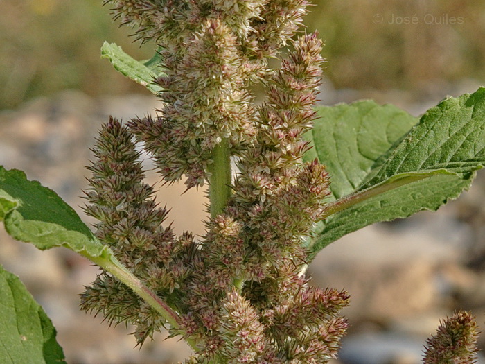R�o Ebro, Z