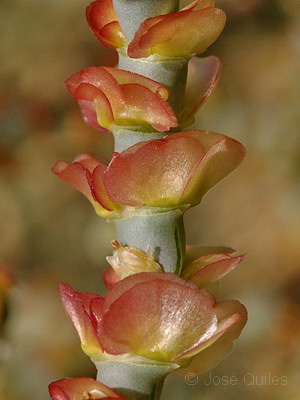 Sierra de Albatera, A