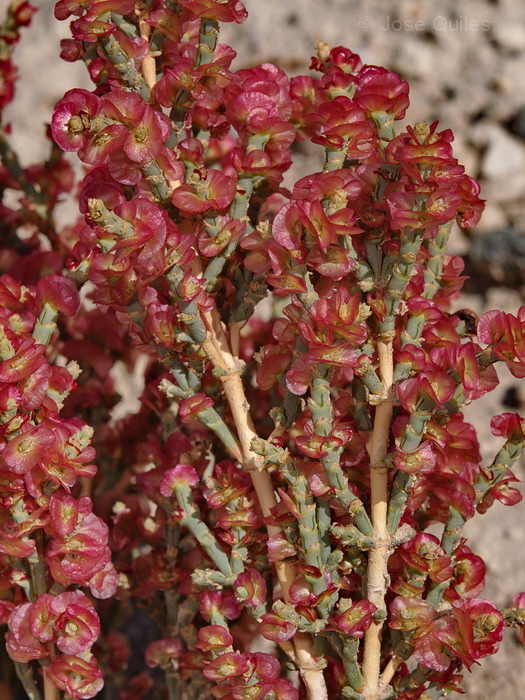 Sierra de Albatera, A