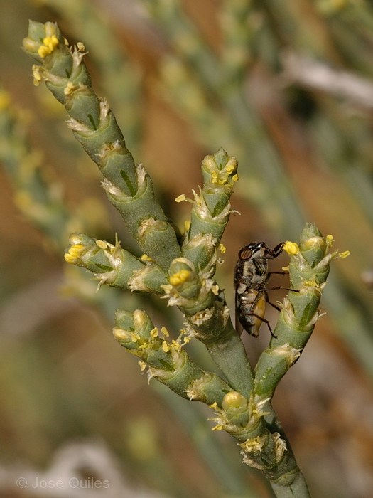 Sierra de Albatera, A