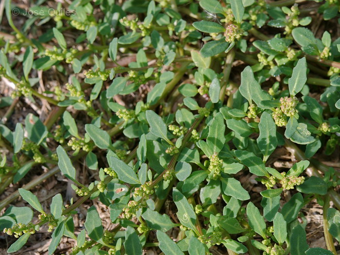 Albufera de Valencia