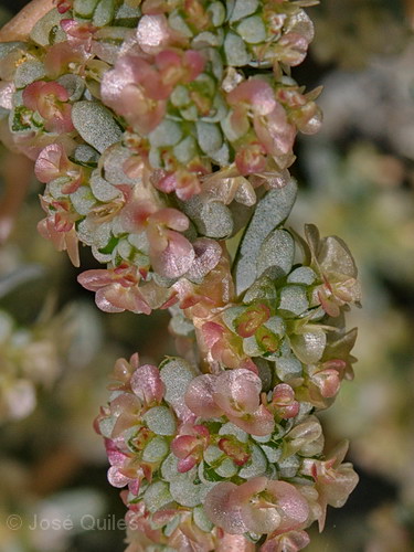 Sierra de Albatera, A