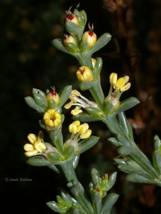 Sierra de Crevillent, A