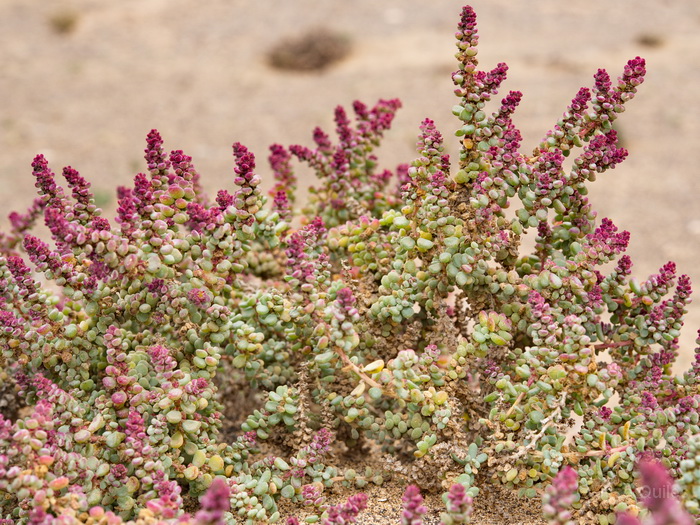 Pen�nsula de Jand�a, Fuerteventura