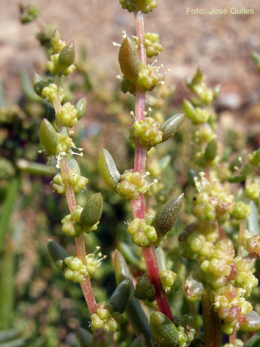 Devesa del Saler