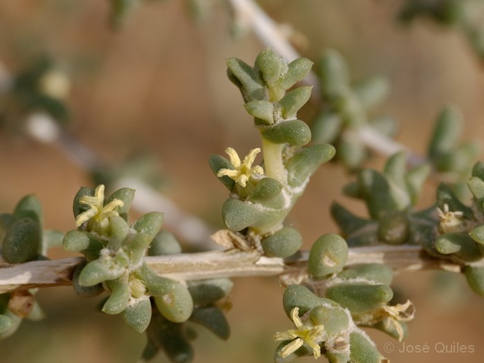 Valle del Ziz, Marruecos