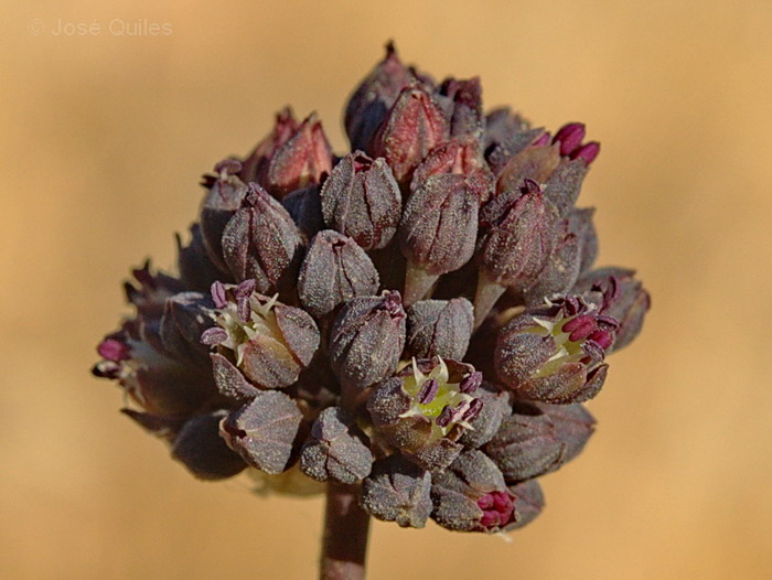 Sierra de G�dor, AL