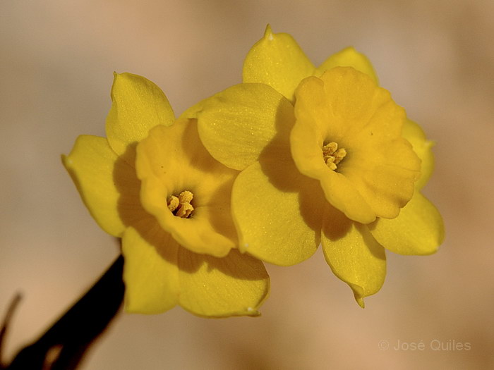 Narcissus baeticus