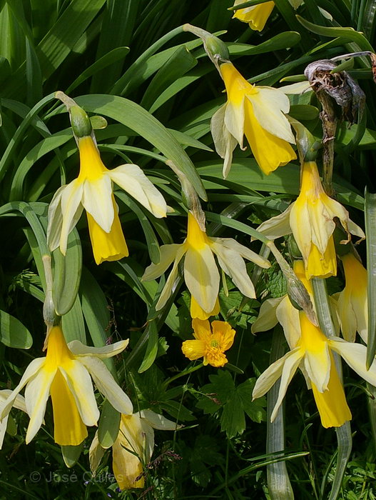 Narcissus bicolor