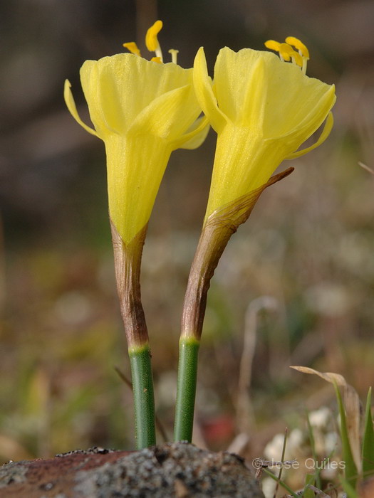 Narcissus blancoi
