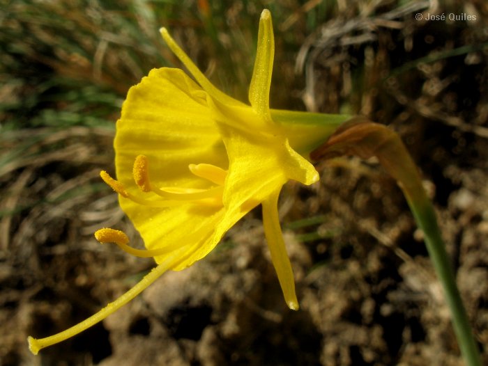 Sierra de Mira, CU
