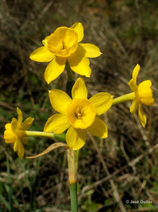 Narcissus fernandesii