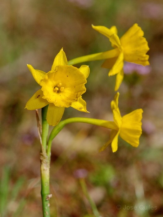 Narcissus gaditanus