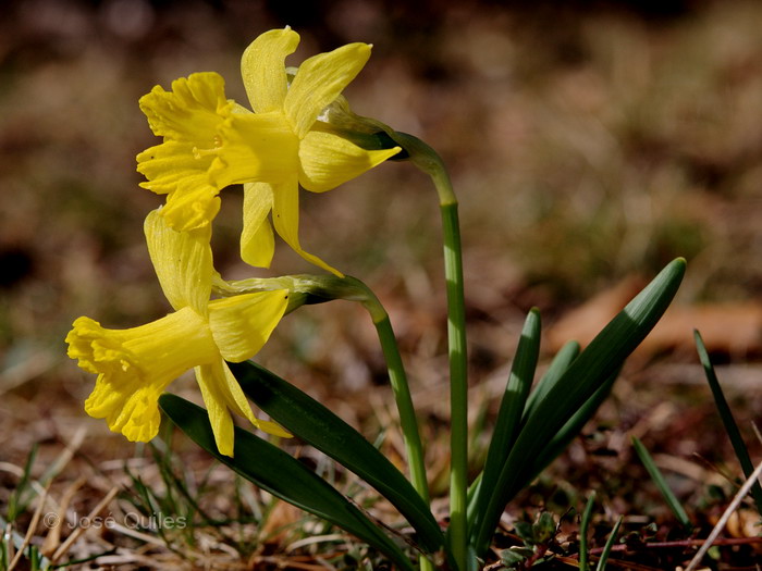 Narcissus minor