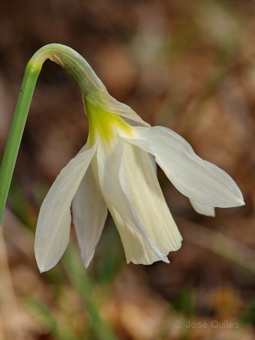 Narcissus moschatus