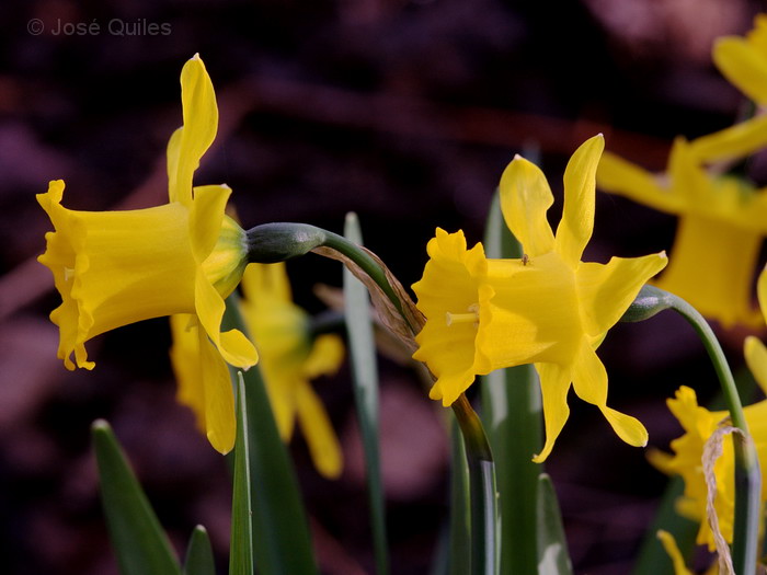 Narcissus munozii-garmendiae