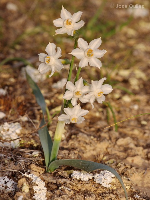 Narcissus pachybolbus