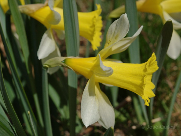 Narcissus pseudonarcissus