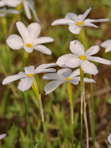 Narcissus serotinus