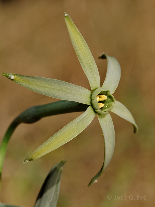 Narcissus viridiflorus