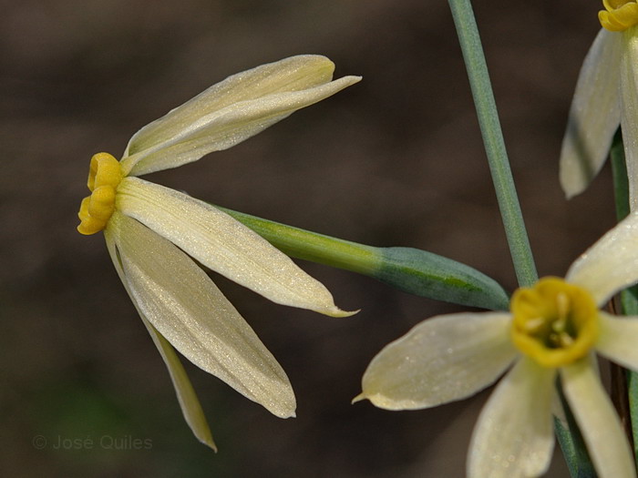 Narcissus alleniae