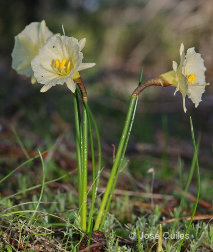 Sierra Madrona, CR