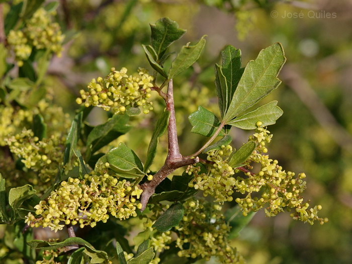 Cercan�as de Agadir, Marruecos